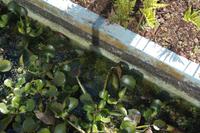 such den Frosch (unten rechts roter Pfeil)