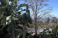 Papaya-Frucht