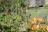 Monarchfalter (als Raupe frisst er seine Wirtspflanze und verpuppt sich dann)