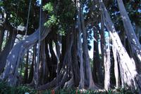 Puerto de la Cruz - Botanischer Garten