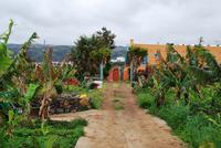 Los Realejos - Casa Rual - El Patio de Tita - Bananenplantage