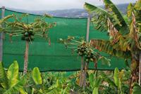 Los Realejos - Casa Rual - El Patio de Tita - Bananenplantage