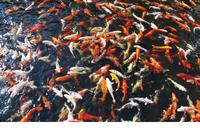 Puerto de la Cruz - Loro Parque