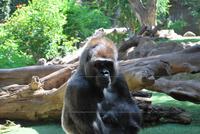 Puerto de la Cruz - Loro Parque