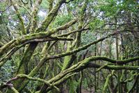 La Gomera - Nationalpark Garajonay
