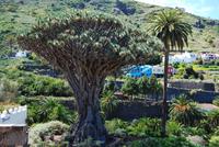 Icod de los Vinos - Drachenbaum