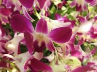 Orchideen Garten - Singapur