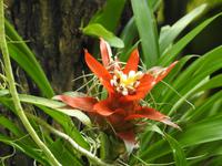 Orchideen Garten - Singapur