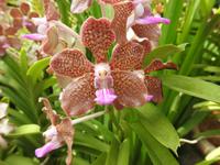 Orchideen Garten - Singapur
