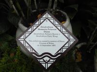 Orchideen Garten - Singapur