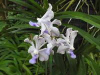 Orchideen Garten - Singapur