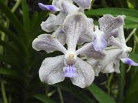 Orchideen Garten - Singapur