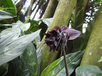 Orchideen Garten - Singapur