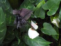 Orchideen Garten - Singapur