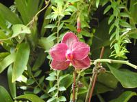 Orchideen Garten - Singapur