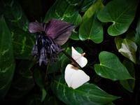 Orchideen Garten - Singapur