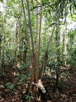 Wanderung im Cuyabeno Reservat 