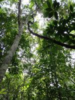 Wanderung im Cuyabeno Reservat 