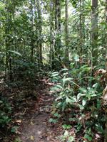 Wanderung im Cuyabeno Reservat 