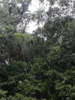 Fahrt auf den Fluss Cuyabeno 