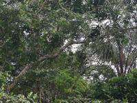 Fahrt auf den Fluss Cuyabeno 