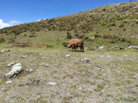 Mittagessen im Cotopaxi Nationalpark