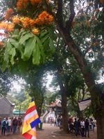 Hanoi - Einsäulenpagode