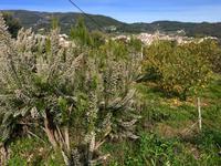 Tag 4 - Erika und Zitronenbaum