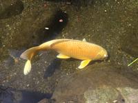 Kamakura - Hase-dera-Tempel