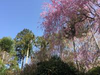 Kyoto - Ryoanji-Tempel
