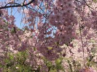 Kyoto - Heian-Schrein