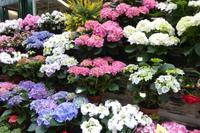 Paris im Frühling 2018  