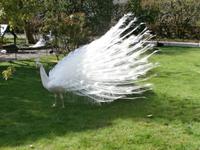 Lago Maggiore Isola Bella