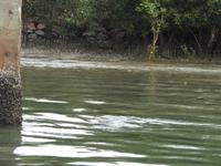 Robben (unter Wasser)