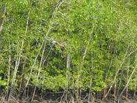 Weißkopfseeadler Langkawi