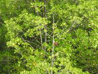Weißkopfseeadler Langkawi
