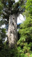 Tane Mahuta