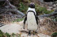 51 Pinguin-Kolonie am Boulders Beach