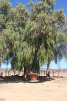 166 Highgate Straußenfarm