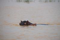 253 Flusspferde im Lake St. Lucia