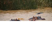 260 Flusspferde im Lake St. Lucia