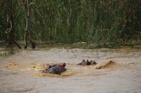 262 Flusspferde im Lake St. Lucia