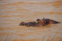 266 Flusspferde im Lake St. Lucia