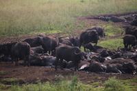 273 Safari im Hluhluwe-Umfolozi Nationalpark - Büffel