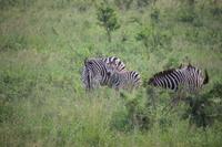 282 Safari im Hluhluwe-Umfolozi Nationalpark - Zebras
