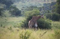 292 Safari im Hluhluwe-Umfolozi Nationalpark - Giraffe