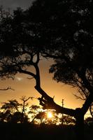 436 Safari im Krüger-Nationalpark - Sonnenaufgang