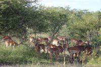440 Safari im Krüger-Nationalpark - Impalas