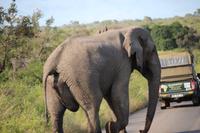 447 Safari im Krüger-Nationalpark - Elefant