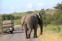 449 Safari im Krüger-Nationalpark - Elefant
